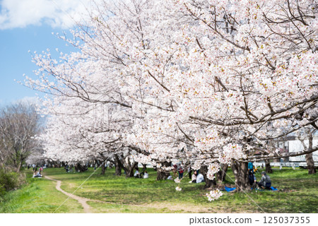 【武庫川河畔公園】假日櫻花盛開的公園 125037355