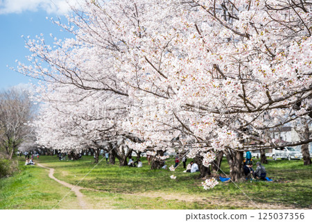 【武庫川河畔公園】假日櫻花盛開的公園 125037356