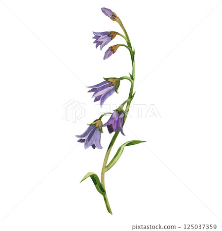 Purple bellflower with green stem and leaves, hand painted with watercolor. Watercolor illustration. Suitable for printing on fabric, paper, for wedding invitations, postcards. Purple bellflower with green stem and leaves, hand painted with watercolor. Watercolor illustration. Suitable for printing on fabric, paper, for wedding invitations, postcards. 125037359