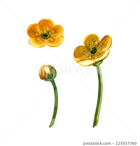 Meadow flower buttercup, yellow, bud with stem, all objects are hand-drawn with watercolor. Set of watercolor illustrations. For printing on fabric, paper, for designing invitations, postcards. Meadow flower buttercup, yellow, bud with stem, all objects are hand-drawn with watercolor. Set of watercolor illustrations. For printing on fabric, paper, for designing invitations, postcards. 125037360