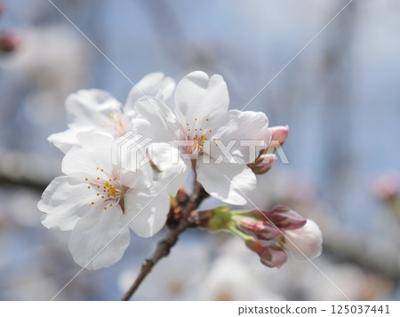 Cherry blossom Cherry blossom 125037441
