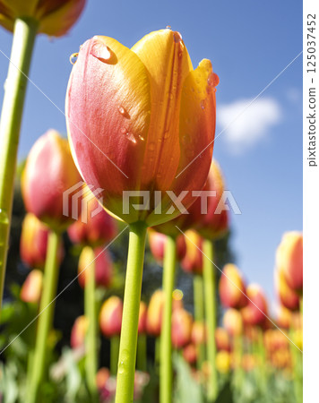 Blue sky and tulip 125037452