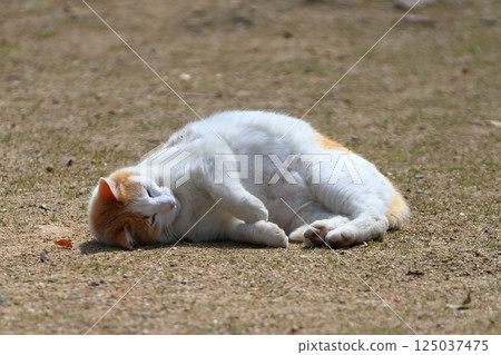 躺著的貓咪圖像 125037475