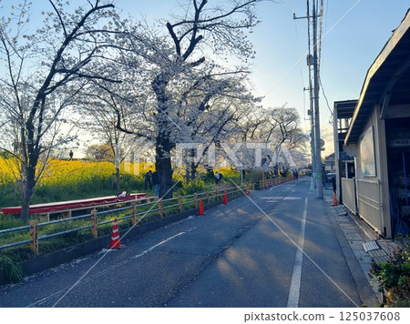 spring landscape with a park 125037608