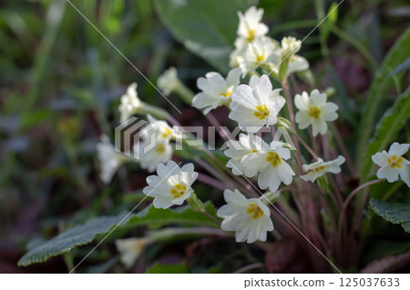 Primula vulgaris white flowers in the shadow woodland forest. Common primrose flowers. 125037633