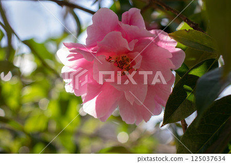 Blush pink camellia flower in the back lit. Flowering garden wallpaper. Natural aesthetic background. 125037634