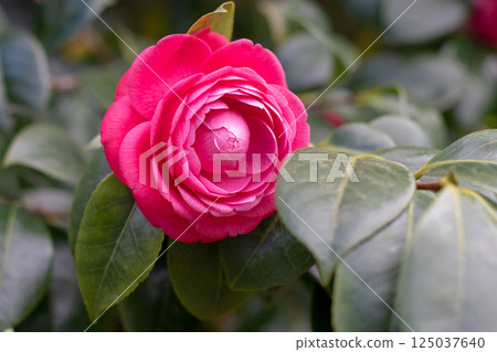 Beautiful pink rose-like flower. Camellia flower and leaves. Camellia japonica flowering plant. 125037640