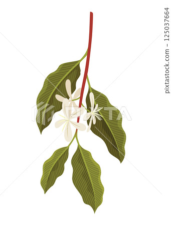 Branch of Coffee Plant with flowers Vector illustration 125037664