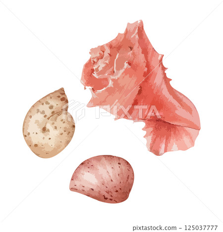 沙灘上美麗的貝殼水彩插畫AI生成 125037777