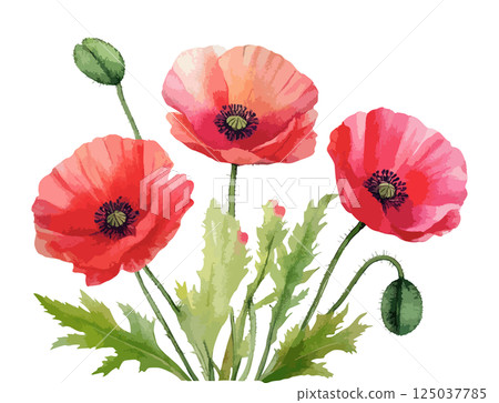 罌粟花水彩插畫AI生成 125037785
