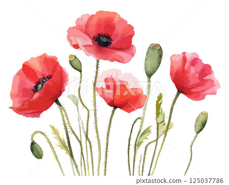 罌粟花水彩插畫AI生成 125037786