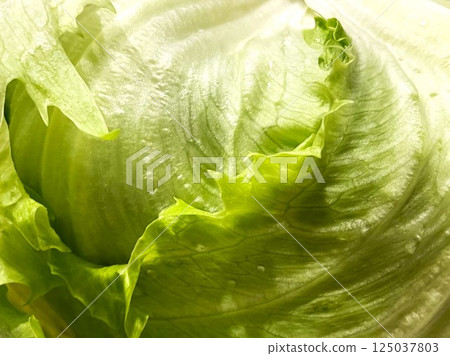 新鮮酥脆的大生菜（放大） 13 125037803