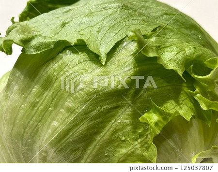 Fresh, crisp, large lettuce (enlarged) 17 Fresh, crisp, large lettuce (enlarged) 17 125037807