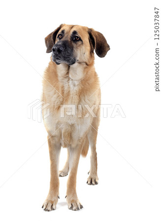 Spanish Mastiff in studio 125037847