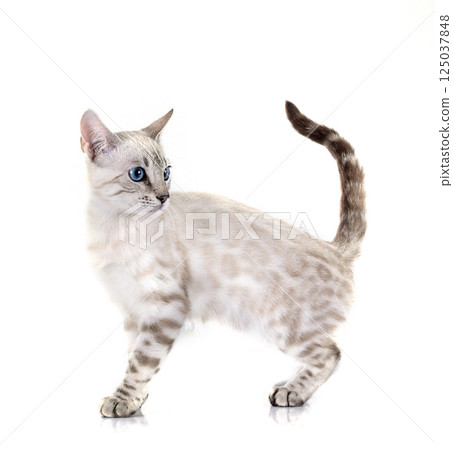 bengal kitten in studio bengal kitten in studio 125037848