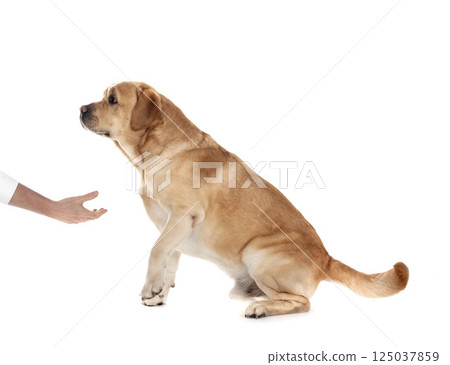 adult labrador retriever 125037859