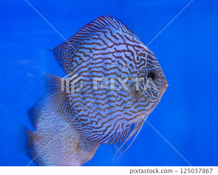 Symphysodon discus in studio Symphysodon discus in studio 125037867