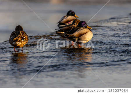A large group of mallard ducks gathers near the shore, splashing in the shallow water. The golden sunlight highlights their vibrant feathers as they move and interact in a busy winter scene. A large group of mallard ducks gathers near the shore, splashing in the shallow water. The golden sunlight highlights their vibrant feathers as they move and interact in a busy winter scene. 125037984