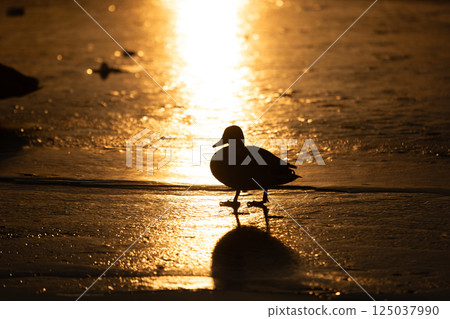 A duck silhouette walks across golden ice, illuminated by the warm glow of a bright sunset. Its reflection shimmers on the textured, glistening surface, creating a peaceful, dramatic scene. 125037990