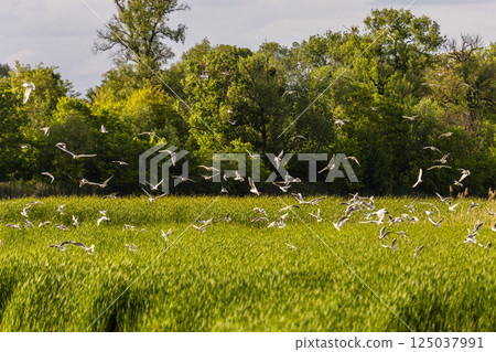 Many river gulls hunt fish in lakes, rivers, and canals. Seagulls fly over the water. Seagulls gracefully glide over the water's surface, their wings casting delicate shadows on the rippling waves. 125037991