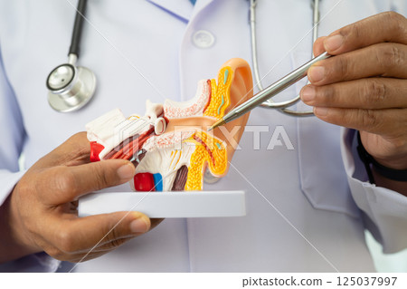Asian doctor holding human ear model to learn and treat hearing loss in patient. Asian doctor holding human ear model to learn and treat hearing loss in patient. 125037997