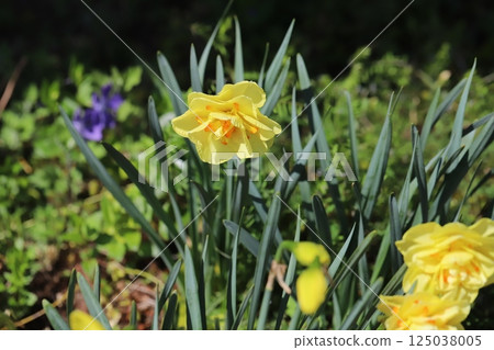 春天花園裡盛開的黃色重瓣水仙花(塔希提) 春天花園裡盛開的黃色重瓣水仙花(塔希提) 125038005
