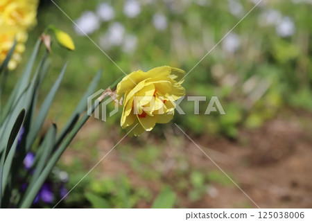 春天花園裡盛開的黃色重瓣水仙花(塔希提) 春天花園裡盛開的黃色重瓣水仙花(塔希提) 125038006