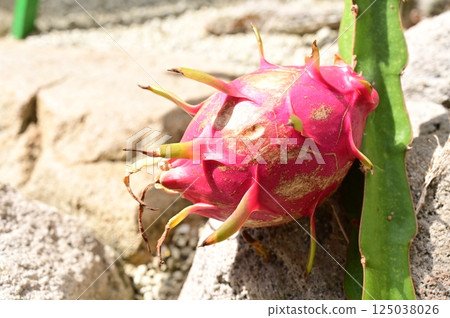 火龍果（仙人掌科，萱草屬） 125038026