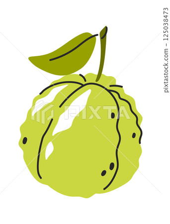 Sugar apple hand drawn fruit Sugar apple hand drawn fruit 125038473