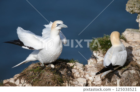 Pair of Northern gannets nesting on cliff 125038521