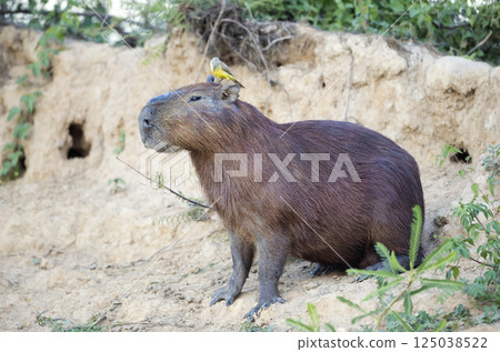 Portrait of a Capybara with a Cattle tyrant bird sitting on its head 125038522