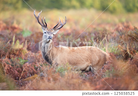 Red deer stag standing in bracken during the rut in autumn 125038525
