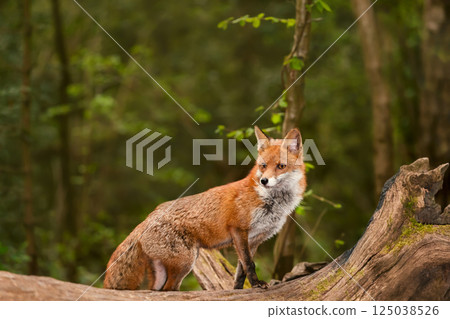 Red fox standing on a fallen tree in a forest 125038526