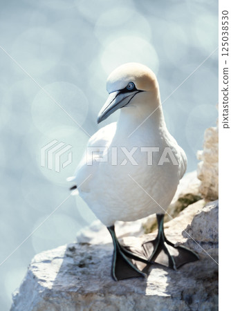 Portrait of a Northern gannet standing on a sea cliff 125038530