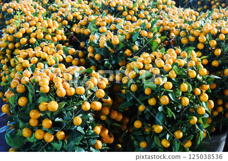 close up of many pots of plants which are clementine orange for Chinese New Year decoration 125038536
