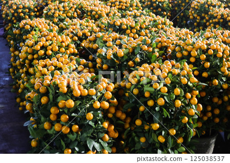 close up of many pots of plants which are clementine orange for Chinese New Year decoration 125038537
