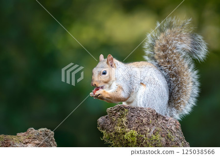 Grey squirrel eating nut on a mossy tree stump Grey squirrel eating nut on a mossy tree stump 125038566