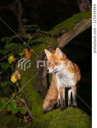 Portrait of a cute red fox standing on a mossy tree in a forest at night 125038569
