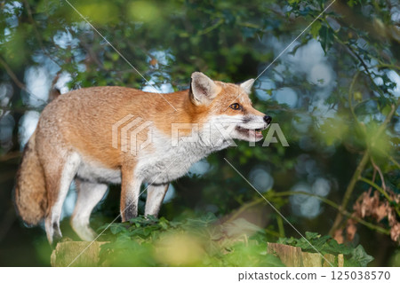 Portrait of a cute red fox standing on a tree stump in a forest Portrait of a cute red fox standing on a tree stump in a forest 125038570