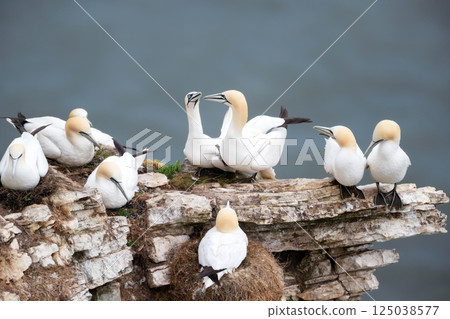 Northern gannets nesting on a sea cliff 125038577