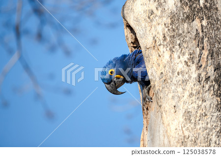 Hyacinth macaw nesting in a palm tree 125038578