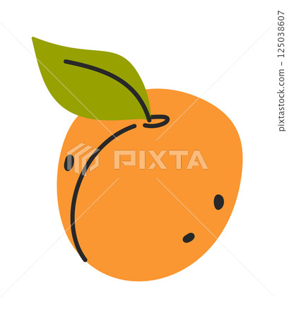 Whole hand drawn apricot fruit 125038607