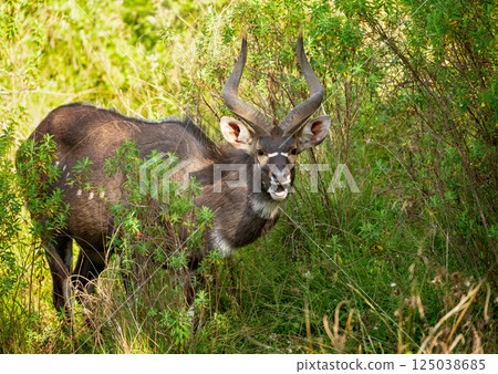 Portrait of a Mountain Nyala standing in a forest 125038685