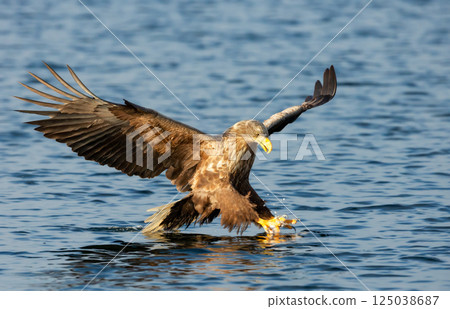 White-tailed sea eagle in flight with the powerful claws catching a fish 125038687