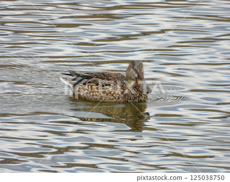 A female shoveler swimming in a pond 125038750