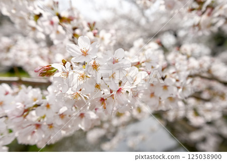 Cherry blossom 125038900