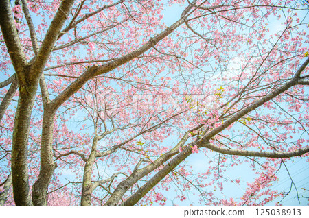 A beautiful cherry tree A beautiful cherry tree 125038913
