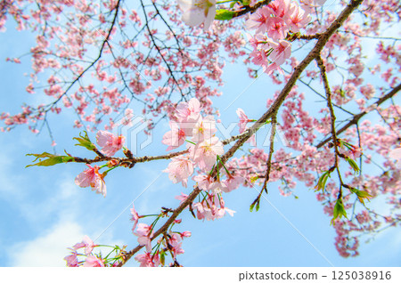 A beautiful cherry tree 125038916