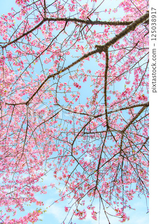 一棵美麗的櫻桃樹 一棵美麗的櫻桃樹 125038917