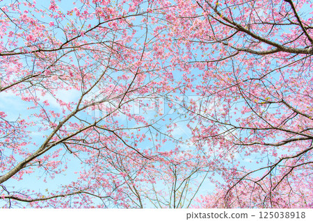 一棵美麗的櫻桃樹 125038918